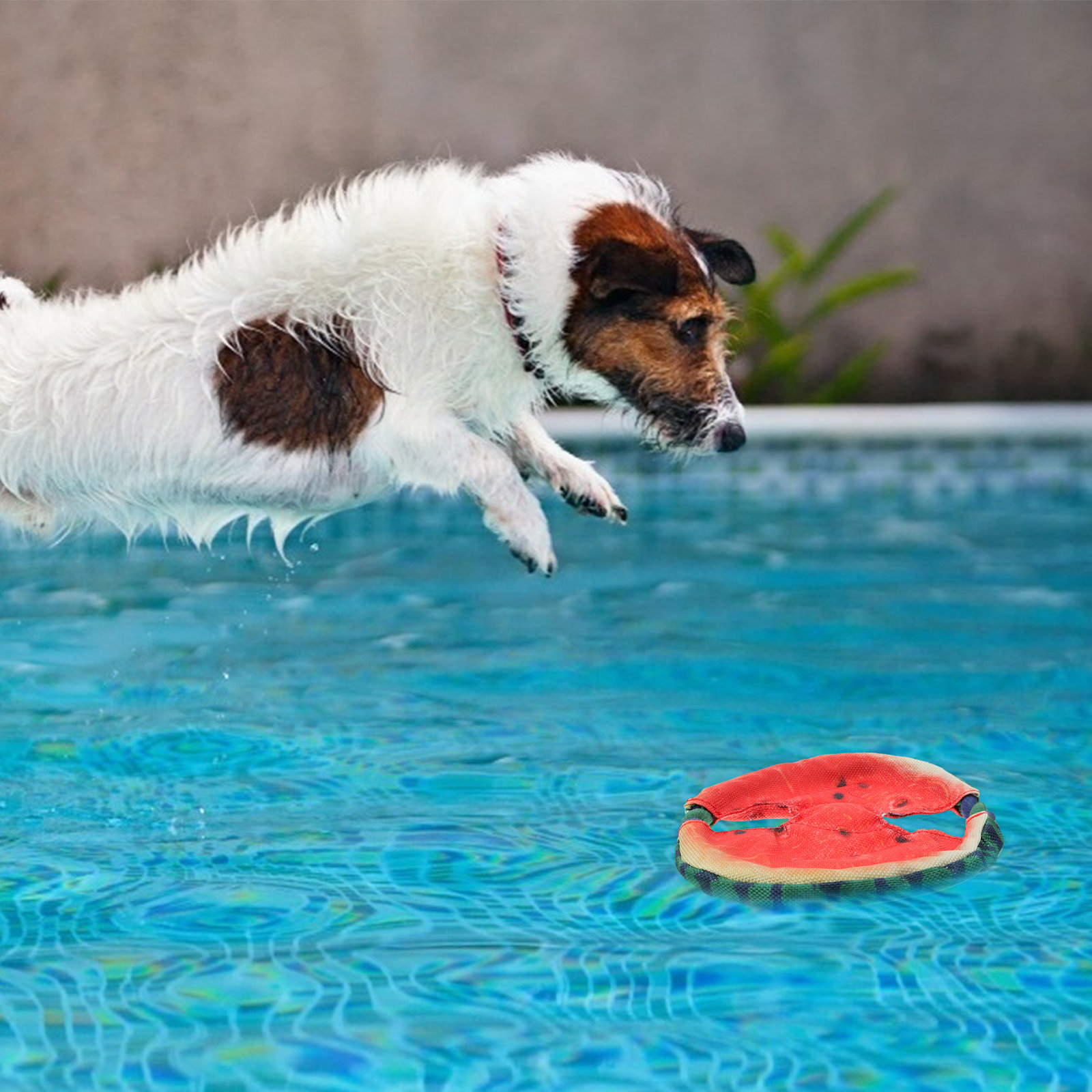1Pcs Pet Simulated Watermelon  - đánh giá và giá Flying Disc Dog Training Toy